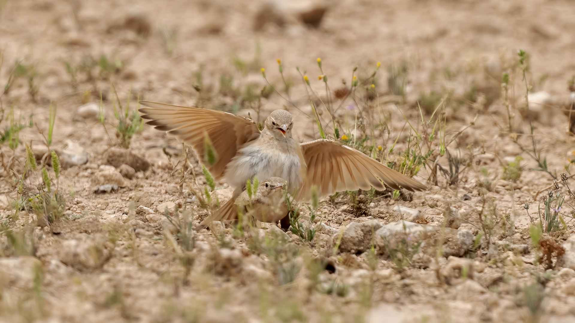 Bar-tailed Lark